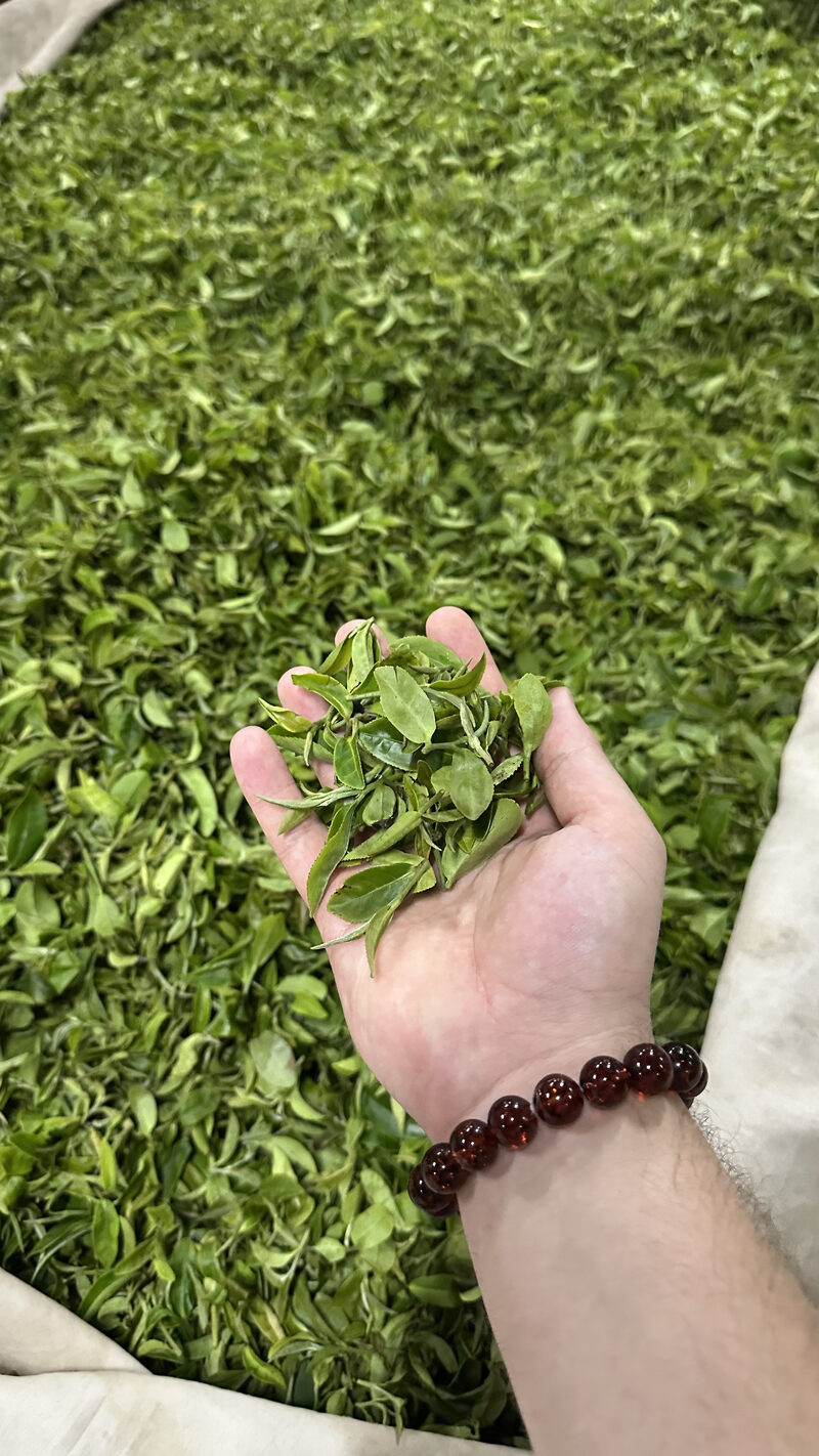Fresh green tea leaves